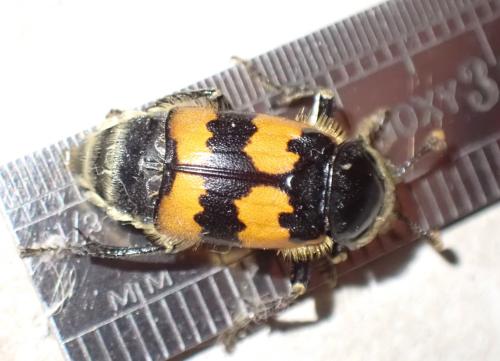 Réf. 328 523 : Nicrophorus vespillo